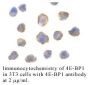 Anti-Human Initiation Factor 4E Binding Protein 1 (4E-BP1) - 20 µg