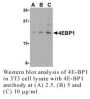 Anti-Human Initiation Factor 4E Binding Protein 1 (4E-BP1) - 20 µg