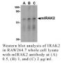 Anti-Mouse IL-1 Receptor Associated Kinase 2 (CT-1) (IRAK2) - 20 µg