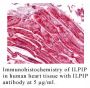Anti-Human ILPIP (CT) - 20 µg