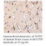 Anti-Human ILPIP (Intermediate Domain) - 20 µg