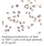 Anti-Human Ipaf - 20 µg