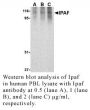 Anti-Human Ipaf - 20 µg