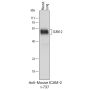 Anti-Mouse ICAM-2 - 25 µg