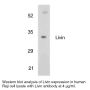 Anti-Human Livin - 0.1 mg