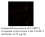 Anti-Human Lysosome Associated Membrane Protein-1 (LAMP-1) - 0.1 mg