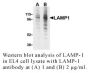 Anti-Human Lysosome Associated Membrane Protein-1 (LAMP-1) - 0.1 mg