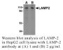 Anti-Human Lysosome Associated Membrane Protein-2 (LAMP-2) - 0.1 mg