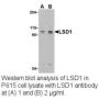 Anti-Human LSD1 (Intermediate Domain) - 0.1 mg