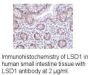 Anti-Human LSD1 (Intermediate Domain) - 0.1 mg