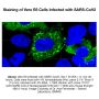 Anti-SARS-CoV-2 Nucleocapsid (N) - Purified No Carrier Protein