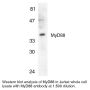 Anti-Human MyD88 (CT) - 20 µg