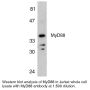 Anti-Human MyD88 (Intermediate Domain) - 20 µg