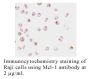 Anti-Human Mcl-1 (CT) - 20 µg