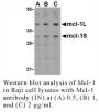 Anti-Human Mcl-1 (Intermediate Domain) - 20 µg