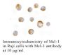Anti-Human Mcl-1 (NT) - 20 µg