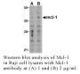 Anti-Human Mcl-1 (NT) - 20 µg