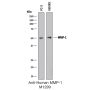 Anti-Human MMP-1 - 25 µg