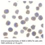 Anti-Human NF-κB Activating Kinase (CT) (NAK) - 0.1 mg