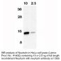 Anti-Human Neurturin - 0.1 mg