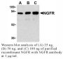 Anti-Human NGF R - 0.1 mg
