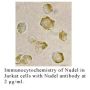 Anti-Human Nudel - 0.1 mg