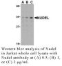 Anti-Human Nudel - 0.1 mg