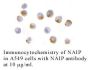 Anti-Human NAIP (CT) - 0.1 mg