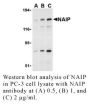 Anti-Human NAIP (CT) - 0.1 mg