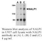 Anti-Human NALP1 - 0.1 mg