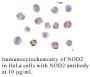 Anti-Human NOD2 (CT) - 0.1 mg