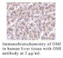 Anti-Human OMI (CT-2) - 0.1 mg