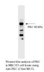 Anti-Bovine PKC Protein Kinase C Purified - 0.25 mg