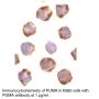 Anti-Human PUMA Antibody (CT) - p53 Upregulated Modulator of Apoptosis - 0.1 mg