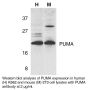 Anti-Human PUMA Antibody (CT) - p53 Upregulated Modulator of Apoptosis - 0.1 mg
