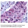 Anti-Human p53 Upregulated Modulator of Apoptosis (NT) (PUMA) - 0.1 mg