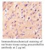 Anti-Human Precerebellin (Intermediate Domain) - 0.1 mg