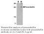 Anti-Human Precerebellin (Intermediate Domain) - 0.1 mg