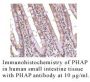 Anti-Human PHAP (CT) - 0.1 mg