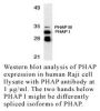 Anti-Human PHAP (CT) - 0.1 mg