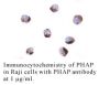 Anti-Human PHAP (NT) - 0.1 mg