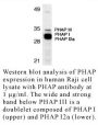 Anti-Human PHAP (NT) - 0.1 mg