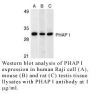 Anti-Human PHAP I (CT) - 0.1 mg