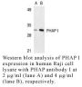 Anti-Human PHAP I (Intermediate Domain) - 0.1 mg