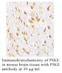 Anti-Human PIKE (CT) - 0.1 mg