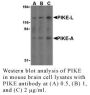 Anti-Human PIKE (CT) - 0.1 mg