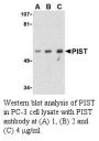 Anti-Human PIST (Intermediate Domain) - 0.1 mg