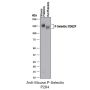 Anti-Mouse P-Selectin - 25 µg