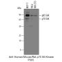 Anti-Human/Mouse/Rat p70 S6 Kinase - 100 µg