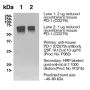 Anti-Mouse CD279 (PD-1) [Clone 29F.1A12] — Purified - 0.5 mg